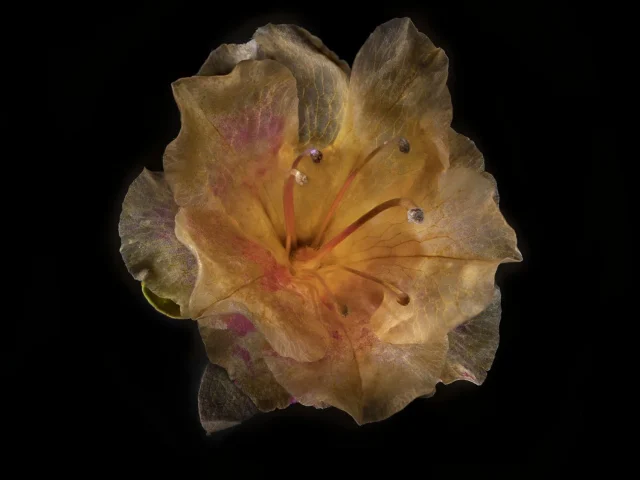 This image shows a Rhododendron (Azalea) flower from above. It's set against a black background.