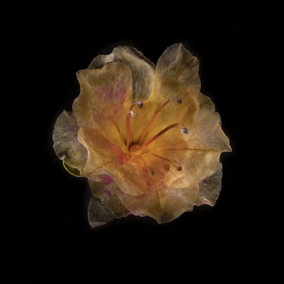 This image shows a Rhododendron (Azalea) flower from above. It's set against a black background.