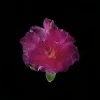 Rhododendron (Azalea)