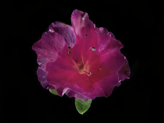 This image shows the flower of a Rhododendron (Azalea), seen from above. It is pink, set against a black background.