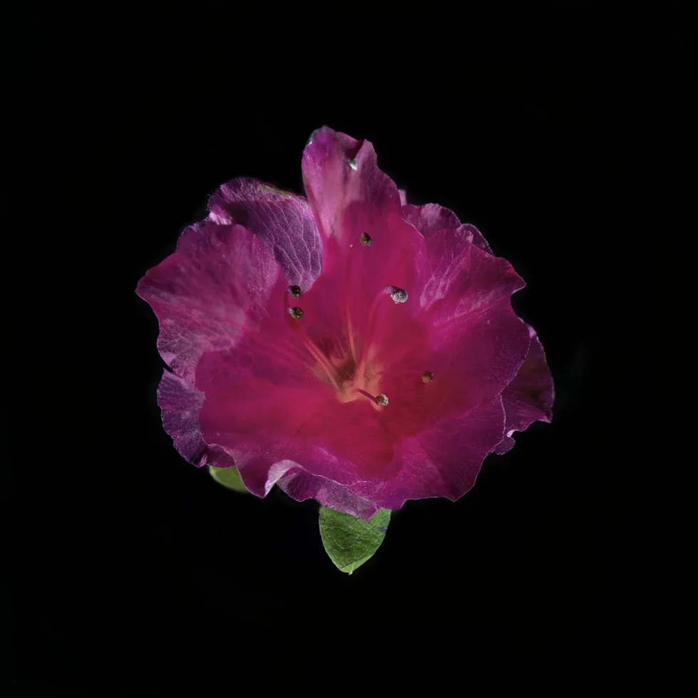 This image shows the flower of a Rhododendron (Azalea), seen from above. It is pink, set against a black background.