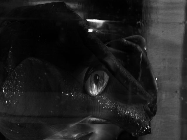 This black and white photograph shows the partially obscured face of a doll. It's head appears to become the petals of a rose.