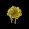 Taraxacum (Dandelion)