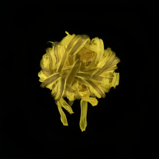 This image shows a Taraxacum (Dandelion) seen from above. Its yellow leaves are shut and seen from above.