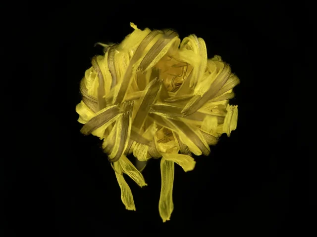 This image shows a Taraxacum (Dandelion) seen from above. Its yellow leaves are shut and seen from above.