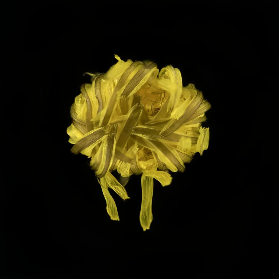 This image shows a Taraxacum (Dandelion) seen from above. Its yellow leaves are shut and seen from above.