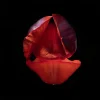 Tulipa (Tulip)