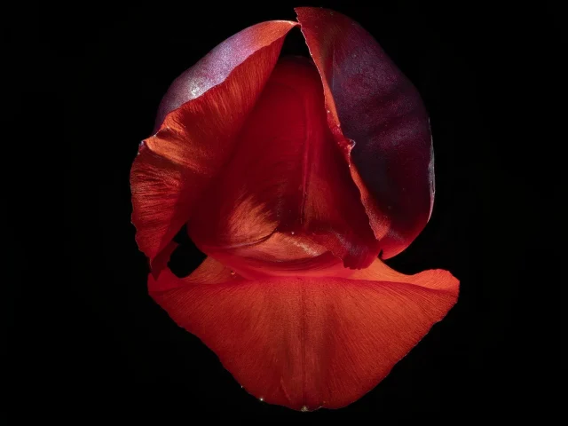 This image shows a tulip opening up against a black background.