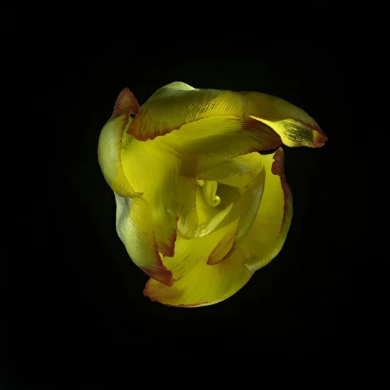 This image shows a wilting yellow tulip against a black background.