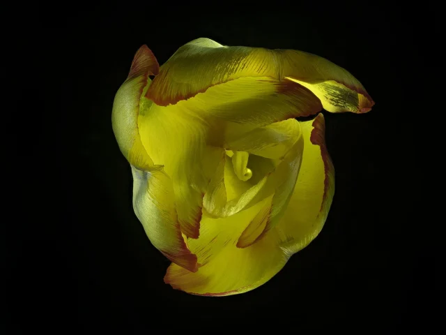 This image shows a wilting yellow tulip against a black background.