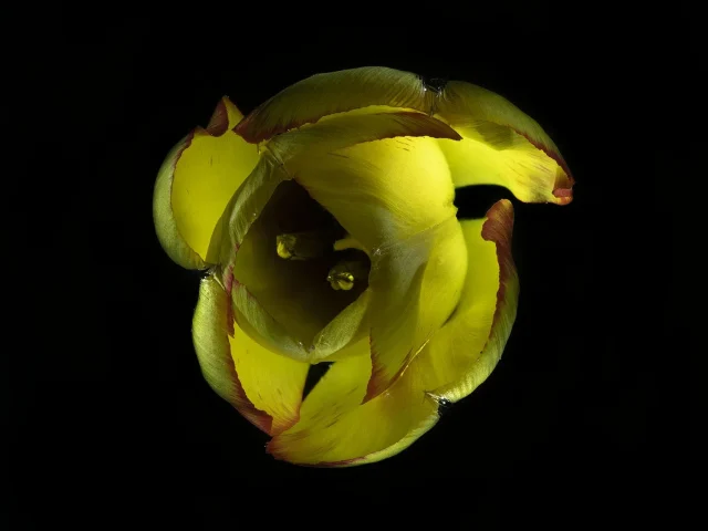 This photo looks down into the opening petals of a yellow tulip, set against a black background.
