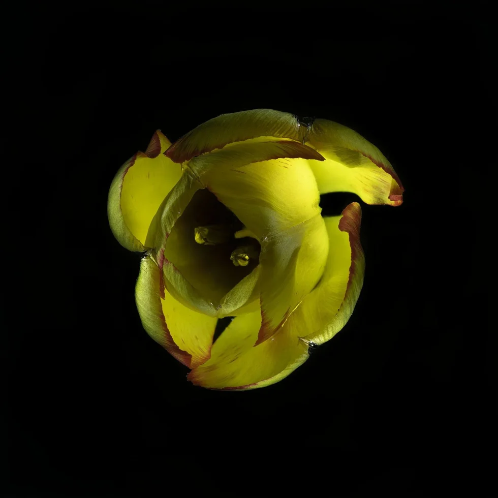 This photo looks down into the opening petals of a yellow tulip, set against a black background.