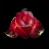Tulipa (Tulip)