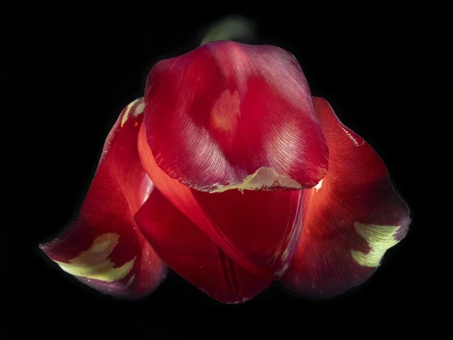 This photograph shows a red tulip against a black background