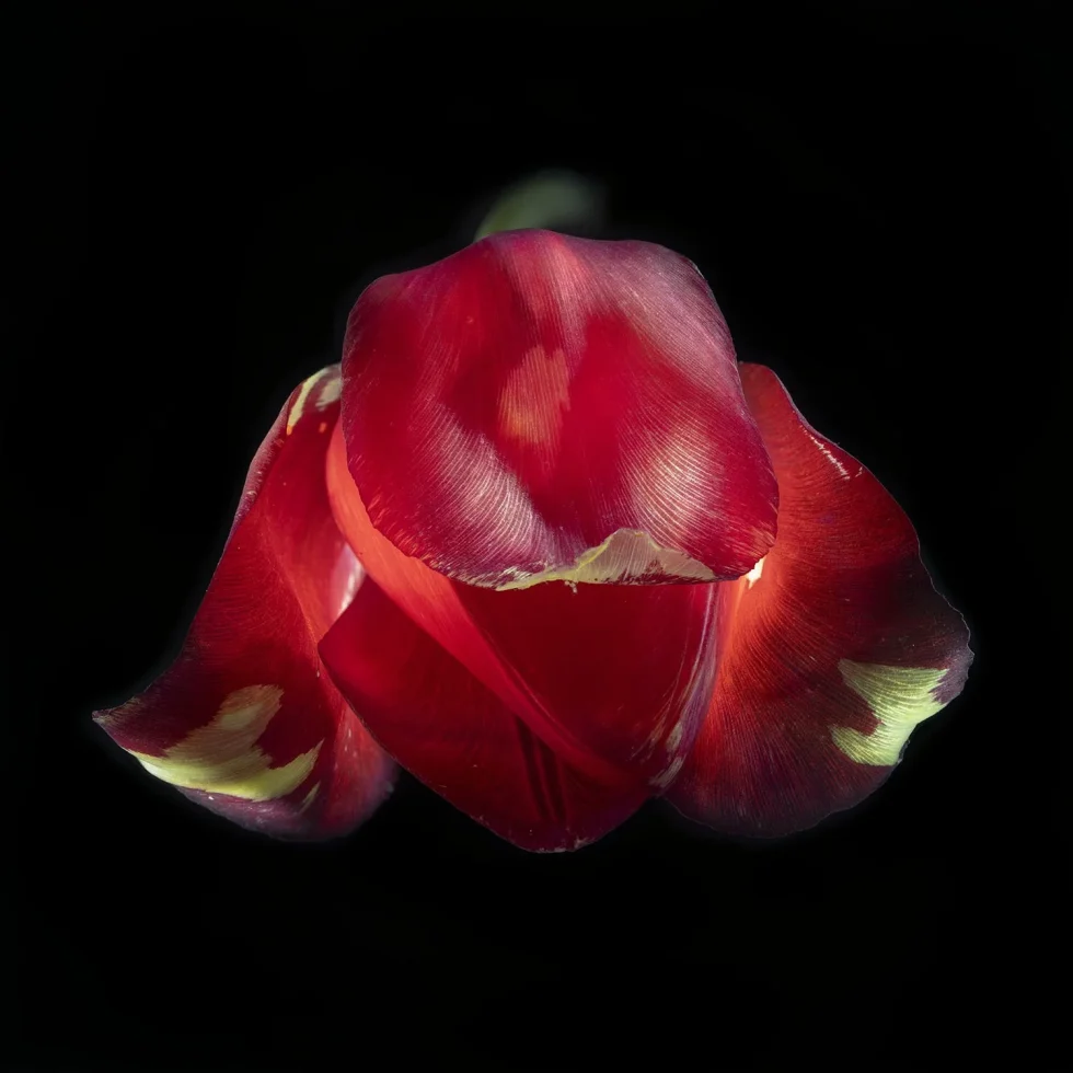 This photograph shows a red tulip against a black background