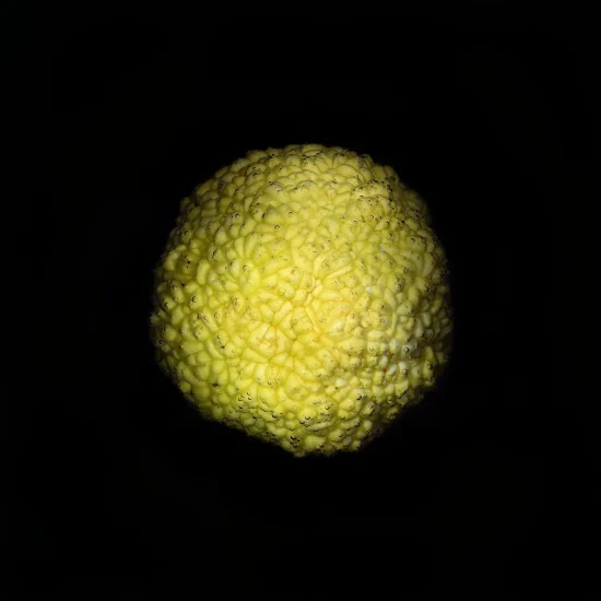 In this photograph, a yellow hedge apple is shown against a black background.