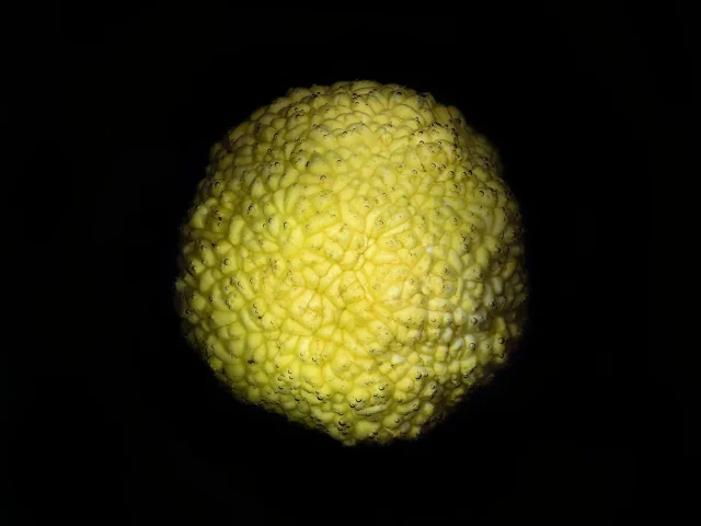 In this photograph, a yellow hedge apple is shown against a black background.