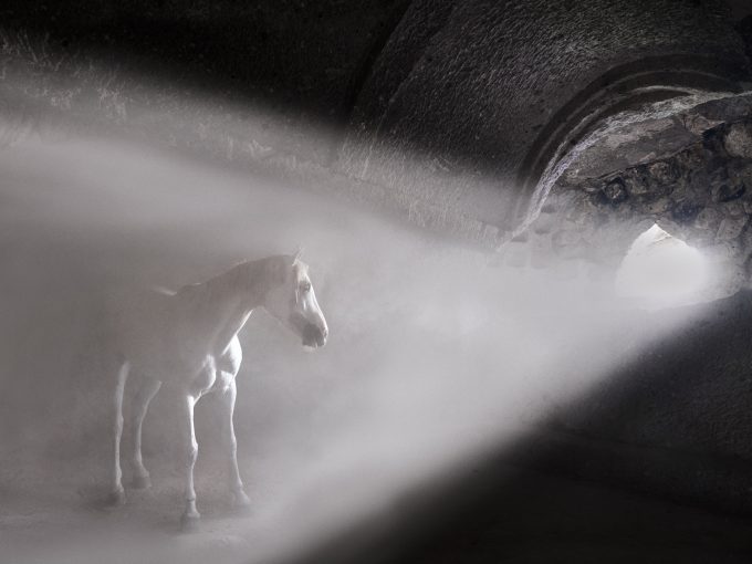 This photograph shows a horse standing in a shining ray of light.