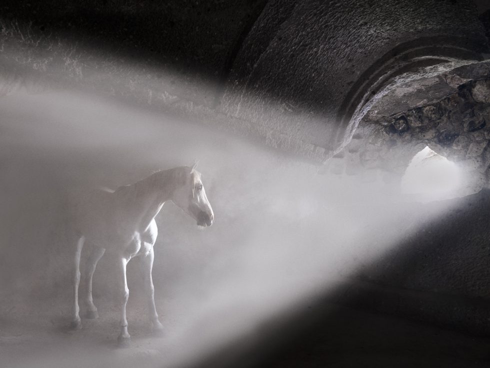 This photograph shows a horse standing in a shining ray of light.