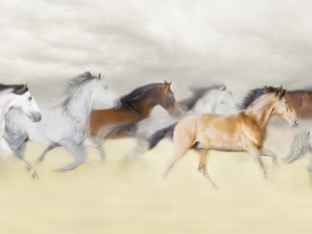 This photograph shows a group of horses running through a field. Their bodies are blurred in motion.