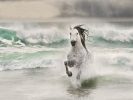 This photograph shows a grey horse running through the ocean.