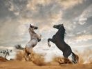 This color photograph shows two horses rearing in the desert. Sand is tossed in the air at their feet.