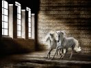 This photograph shows two white horses prancing indoors as light shines through a window.