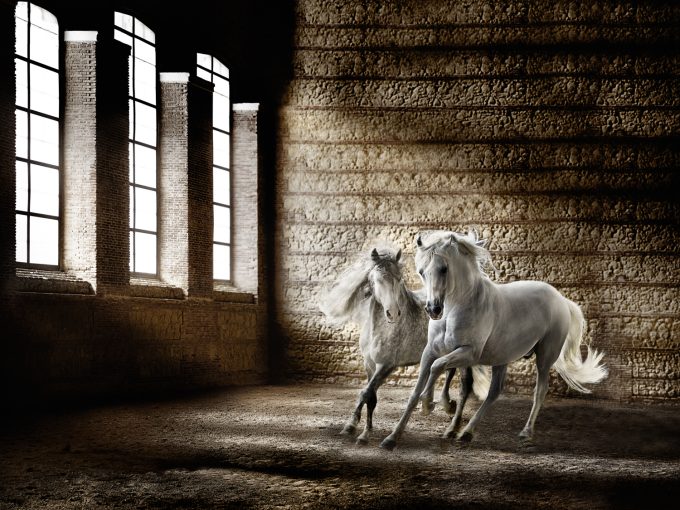 This photograph shows two white horses prancing indoors as light shines through a window.