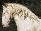 This photograph shows a white horse from the neck up. Its neck is arched and its man swooshes in the wind.