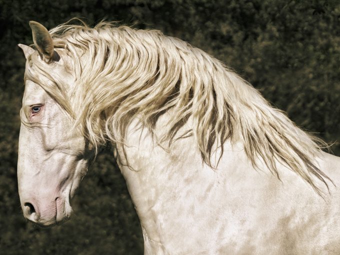 This photograph shows a white horse from the neck up. Its neck is arched and its man swooshes in the wind.