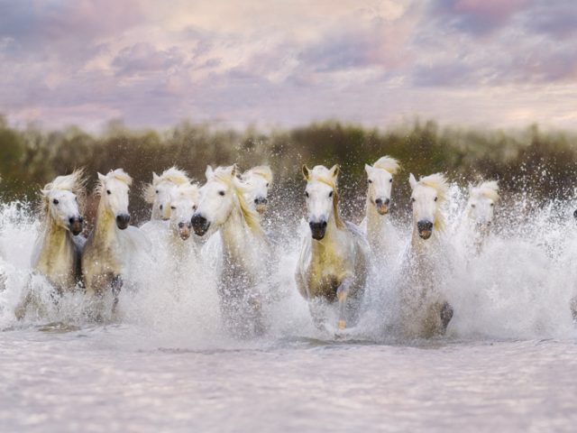 This photograph shows a group of white horses running through a body of water, which splashes around them.