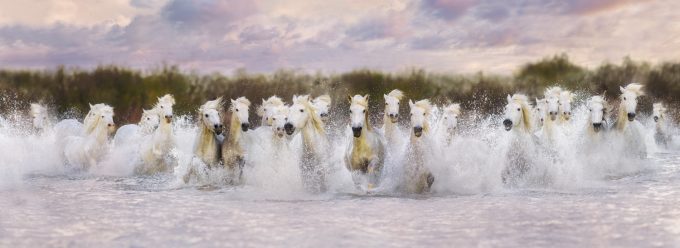 This photograph shows a group of white horses running through a body of water, which splashes around them.