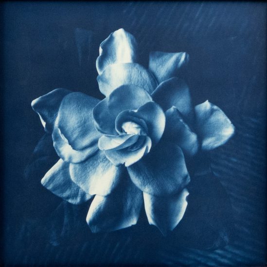 This cyanotype depicts a large flower seen close up. Its petals spread outwards.