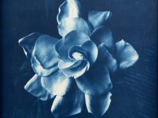 This cyanotype depicts a large flower seen close up. Its petals spread outwards.
