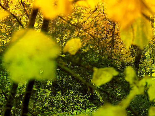 A color photograph of a forest in summer with yellow dominating the top and green dominating the bottom of the frame.