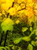 Stacy Arezou Mehrfar | In Wildness (Yellow/Green)
