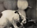 This black and white photograph shows a cat with its mouth wrapped around a fish, tied to a string.