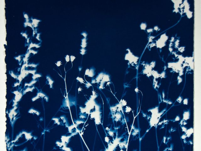 A silhouette of flowers and stems against a deep blue background.