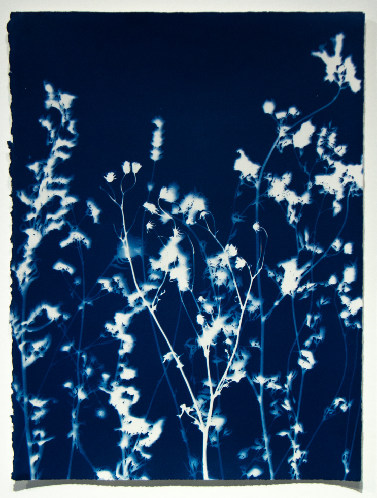 A silhouette of flowers and stems against a deep blue background.