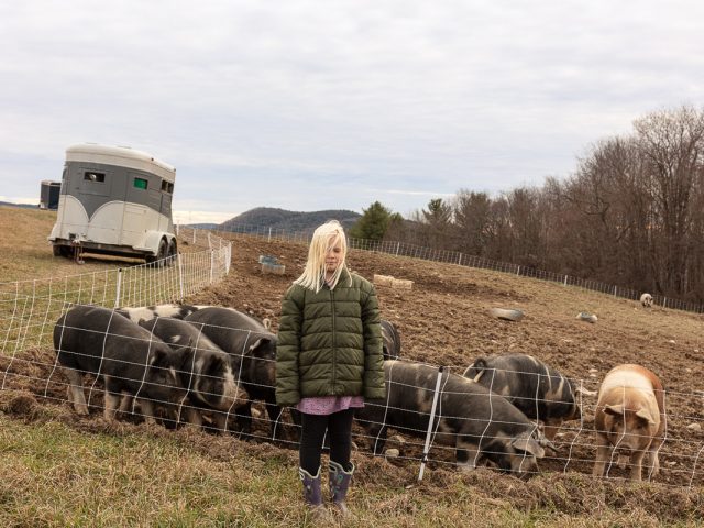 This color photograph shows a young girl standing in front of a pen with pigs.