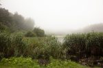 This color photograph shows a pond surrounded by greenery with a plume of fog.