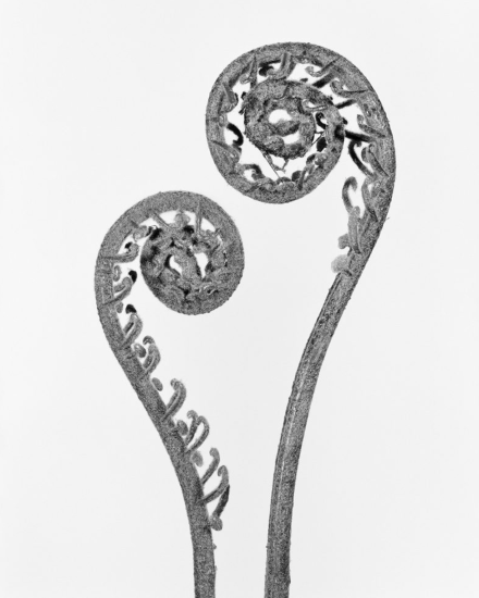 This black and white photograph shows the spiraling leaves of a plant set against a white background.