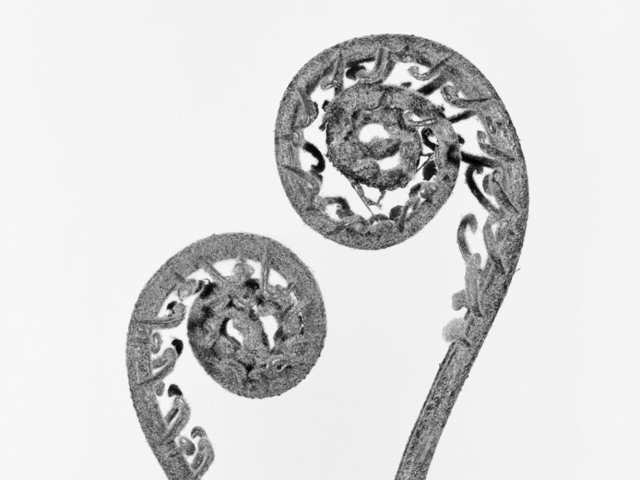 This black and white photograph shows the spiraling leaves of a plant set against a white background.