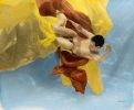 Untitled (Underwater Nude 7)