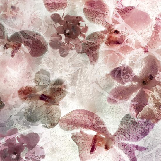 Pink and purple flowers filling the surface of the image frame.
