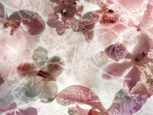 Pink and purple flowers filling the surface of the image frame.