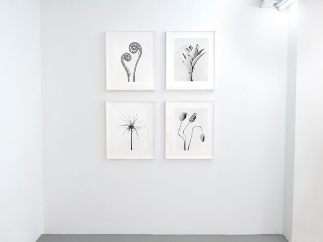 This photograph shows framed photographs of plants hung on the walls of a gallery