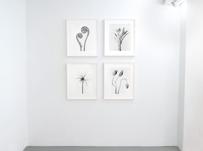 This photograph shows framed photographs of plants hung on the walls of a gallery