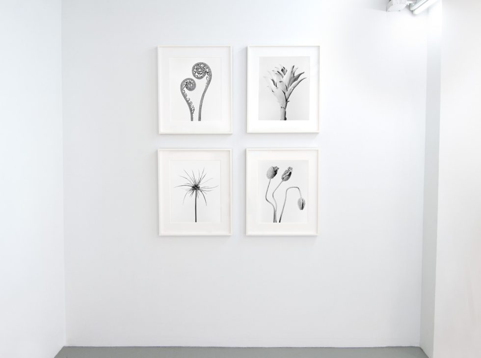 This photograph shows framed photographs of plants hung on the walls of a gallery