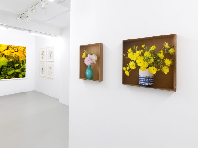 Nature Represented and Reproduced, Installation Image 2